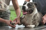 GRIFFES - AMSTAFF 002